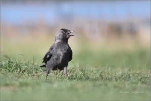 <p>KAVKA OBECNÁ (Corvus monedula) /Western jackdaw - Dohle/</p>